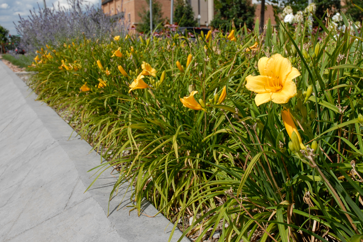 Stella D'Oro Daylily